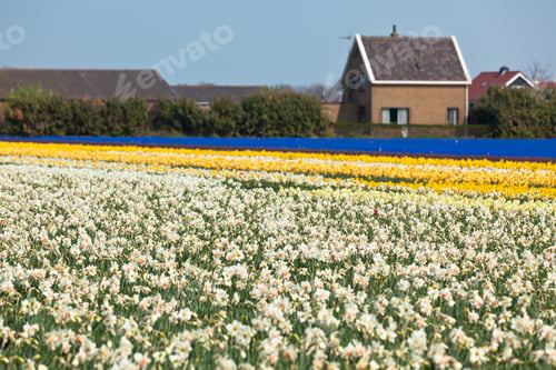 Preview: Multicolored narcissus field