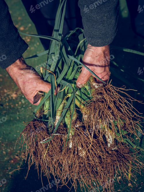 Preview: Crop farmer grabbing green onions in garden