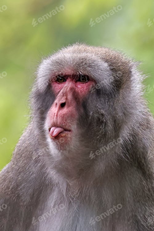 Preview: Cute Japanese monkey (Macaca Fuscata),close up shot