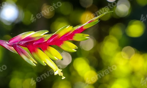 Preview: Atlantic forest bromeliad