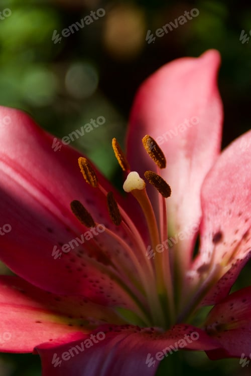 Preview: Pink Lilly in shade and sunlight