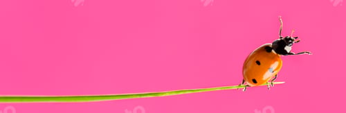 Preview: ladybird on a blade of grass in front of a pink background