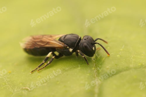 Preview: Closeup on a dark female Shingle yellow face bee, Hylaeus annularis