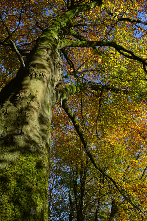 Preview: Tree in autumn with fall colors