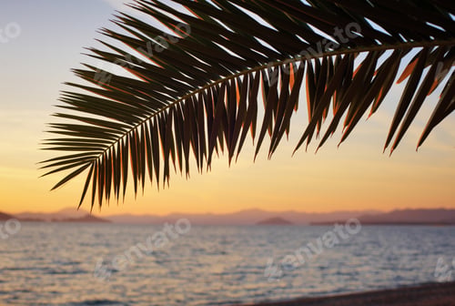 Preview: branch of a palm tree at sunset