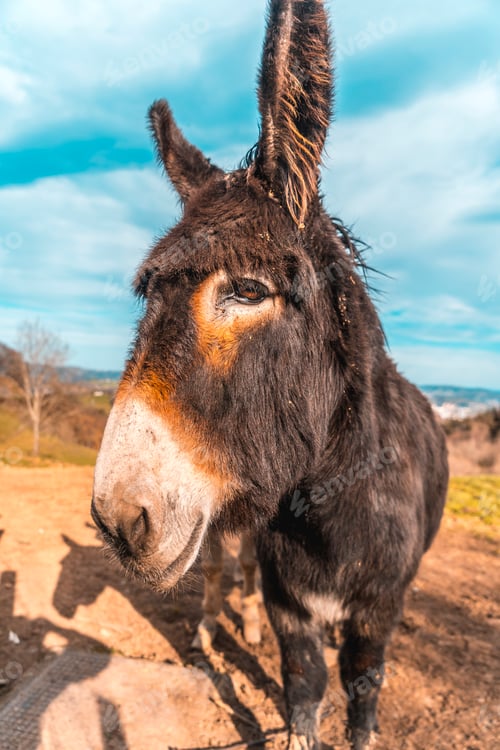Preview: Two donkeys from Mount Adarra in Guipuzcoa. Basque Country