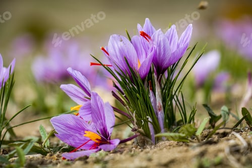 Preview: Saffron crocus flowers on ground, Delicate purple plant field