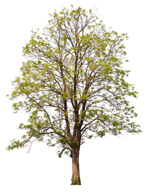 Preview: hight qaulity tree on white background