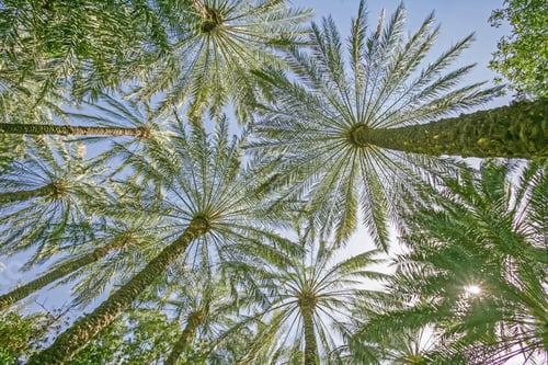 Preview: Arabian Date Palm Trees