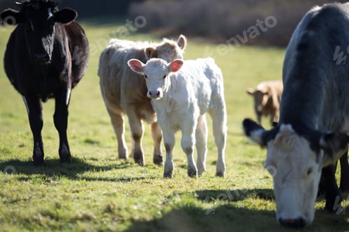 Preview: several cows are grazing in a grassy field near some trees