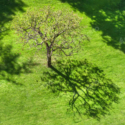 Preview: Tree with abstract shadow