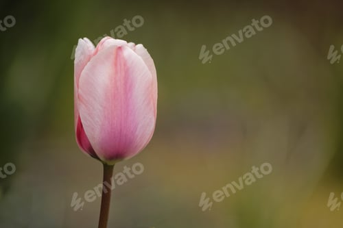 Preview: Closeup shot of an ollioules tulip