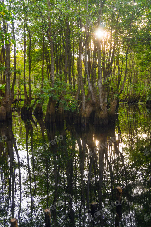 Preview: the beauty of Indonesia with mangrove forests and beaches at sunset