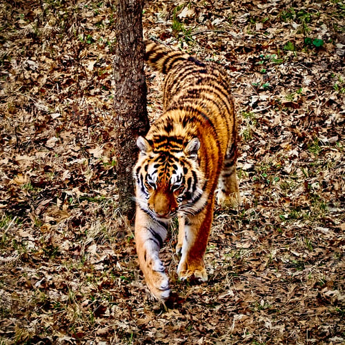 Preview: A tiger walking on the prowl towards camera in crisp brown leaves, wildlife action shot