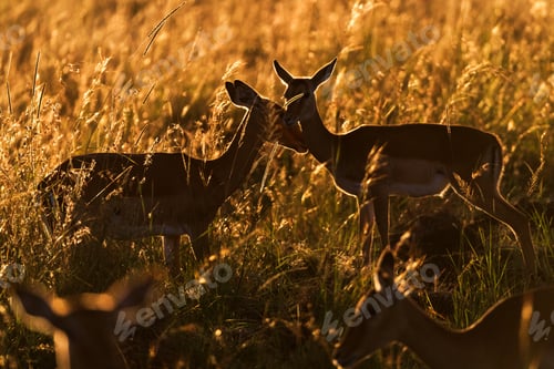 Preview: Two Affectionate Impalas at Sunrise