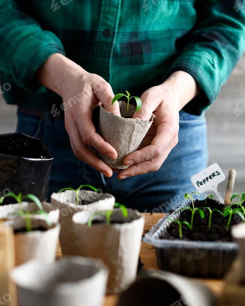 Preview: Farmer transplants pepper seedlings into peat cups