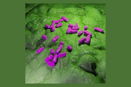 Preview: Lactobacillus Culture on Green Surface