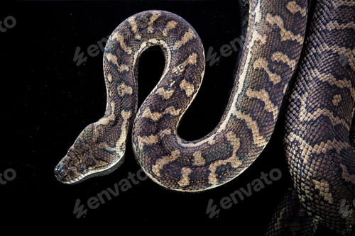 Vista previa: Pitón real o pitón bola (Python regius)