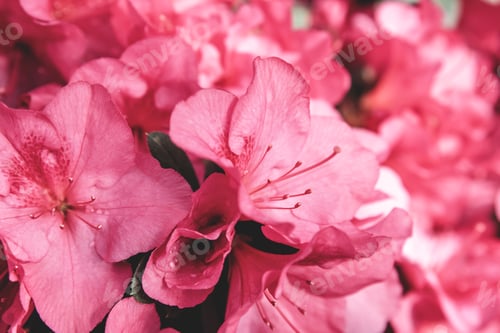 Preview: Blooming hybrid Azalia Rhododendron hybridum selection in a greenhouse
