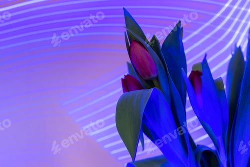 Preview: Tulips on background of blue neon lighting.