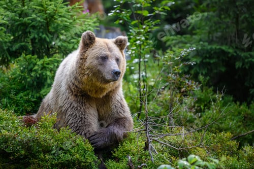 Preview: Wild Brown Bear in the summer forest. Animal in natural habitat. Wildlife scene