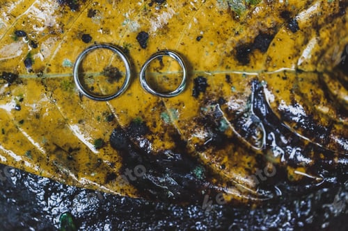 Preview: Wedding rings close-up on wet yellow autumn leaf texture