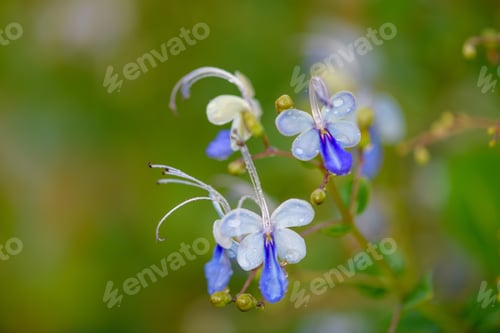 Preview: flowers