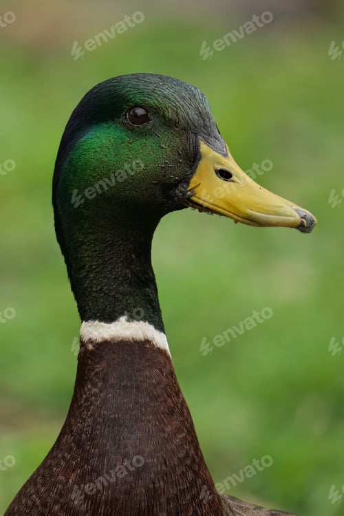 Preview: Portrait of a mallard duck in a natural green grassy habitat