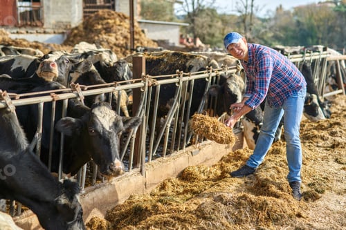 Preview: Portrait Of A Man On Livestock Ranches