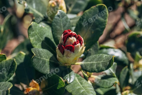 Preview: Beautiful large blooming red bud on Rhododendron bushes on a warm May day.