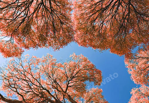 Preview: Bottom view of red tall tree crowns against blue sky. Natural autumnal background.