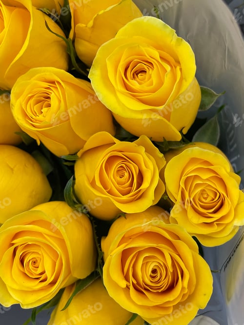 Preview: Roses