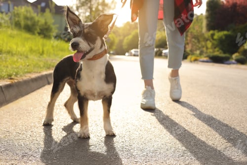 Preview: Woman walking her cute dog on city street, closeup