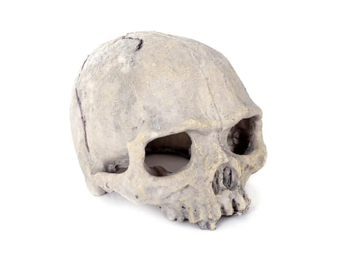 Preview: human skull toy