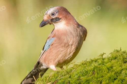 Preview: Eurasian jay perched on the mossy hillside beside grass.