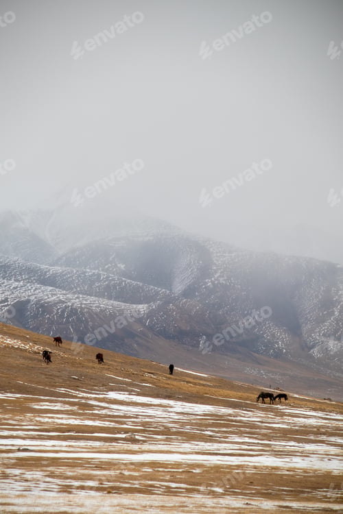 Preview: Horses grazing on a snowy hillside in a foggy valley