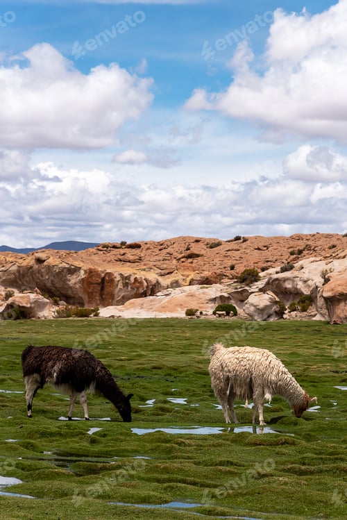 Preview: Some llamas (camelid native to South America), eating grass