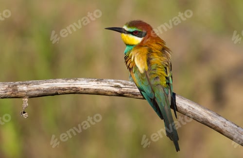 Preview: Merops apiaster, common bee-eater, еuropean bee eater. a bird sits on an old beautiful dry branch
