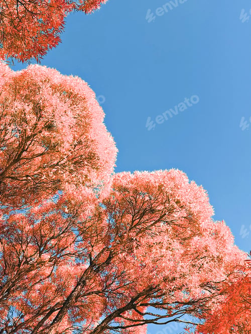 Preview: Autumn clear blue sky and crown of red trees bottom view, low angle view