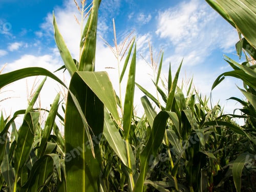 Preview: Corn field