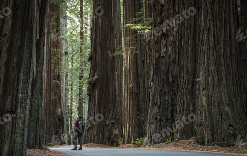 Preview: Backpacker Between Ancient Redwood Trees