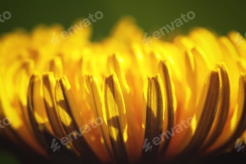Preview: Blooming yellow dandelion on a dark background. Macrophotography. Selective focus.