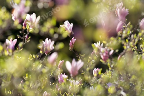 Preview: Magnolia blooming in springtime