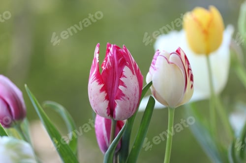 Preview: Tulip flowers of various colors photographed in the garden