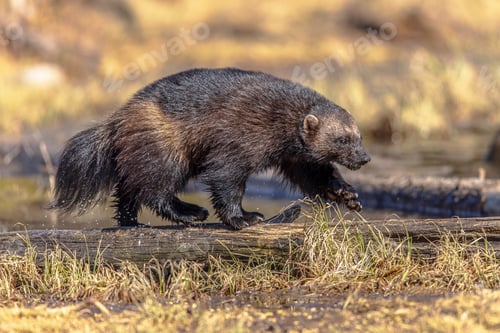 Preview: Wolverine walking on stem in nature of Finland
