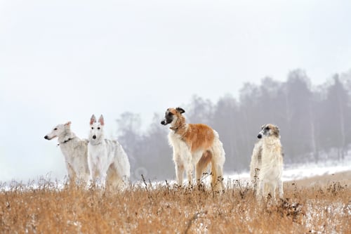 Preview: Hunting with russian wolfhounds