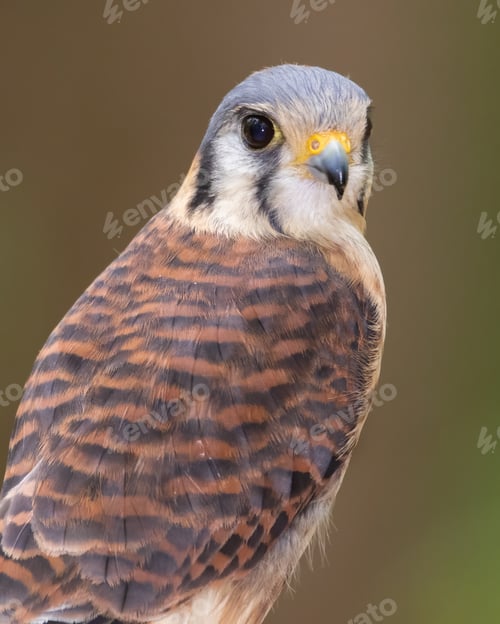 Preview: American Kestrel (Female)