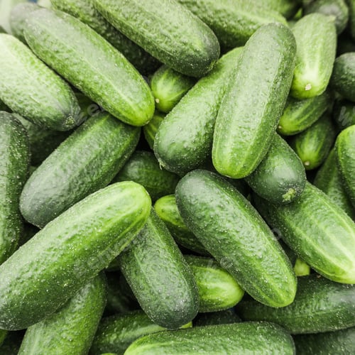 Preview: fresh cucumber. Cucumber background