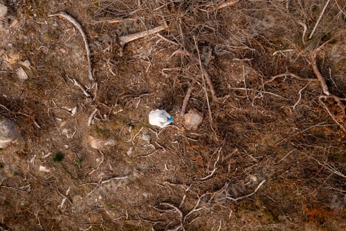 Preview: biologist taking tests at a deforestation area