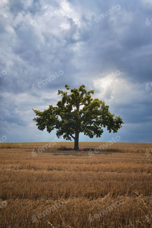 Preview: Vertical shot of a lonely tree in a yellow field in autumn with a cloudy sky in the background